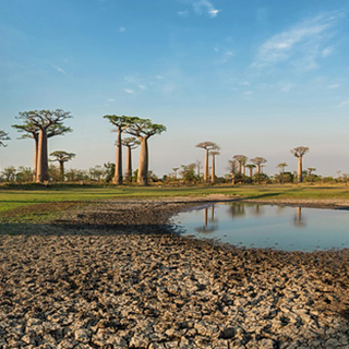 Avenue of Baobabs